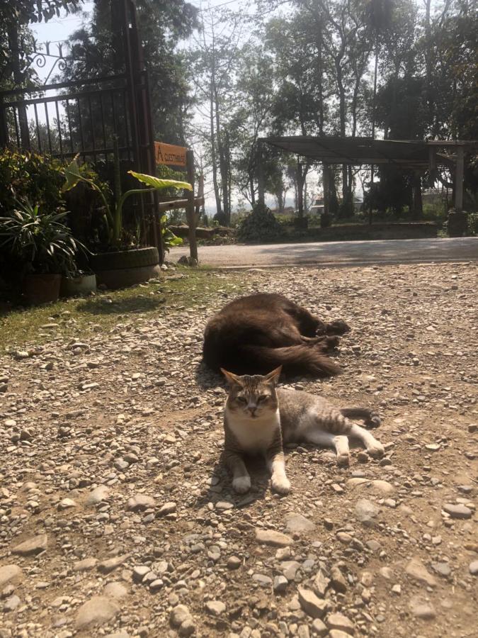 Tara Guesthouse - Sauraha,Chitwan Εξωτερικό φωτογραφία